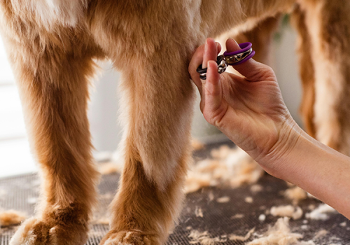 Effileren - Trimsalon Retri