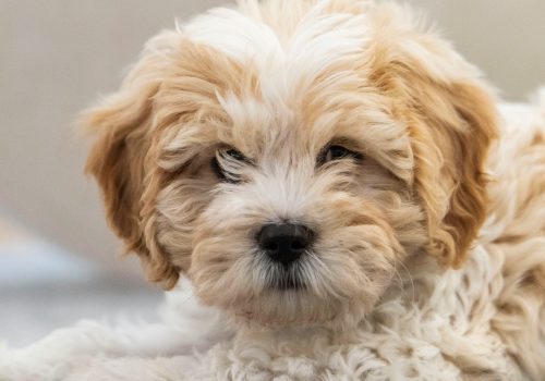 Puppy wenbeurt - Trimsalon Retri