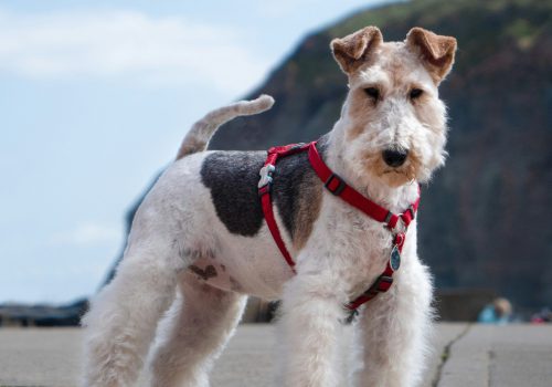 Strippen - Trimsalon Retri