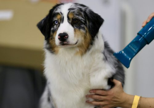 Ontwollen - Trimsalon Retri