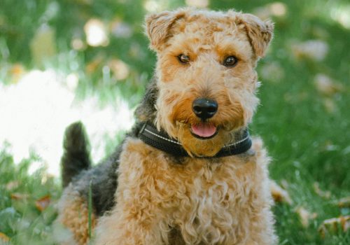 Plukken - Trimsalon Retri